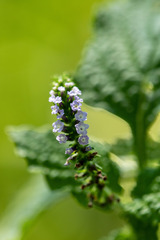 Heliotropium indicum