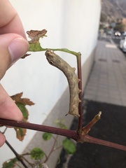 Hippotion celerio