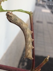 Hippotion celerio