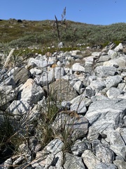 Festuca rubra