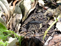 Akymnopellis