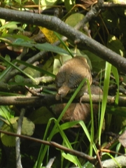 Troglodytes aedon brunneicollis
