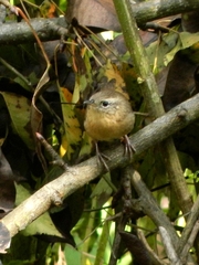 Troglodytes aedon brunneicollis