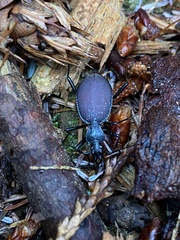 Scaphinotus angusticollis