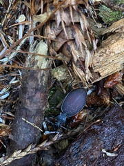 Scaphinotus angusticollis