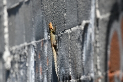 Sceloporus cyanogenys