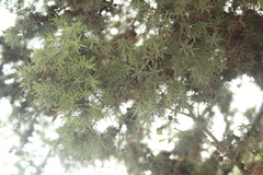 Juniperus