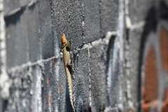 Sceloporus cyanogenys