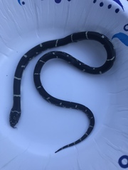 Lampropeltis getula