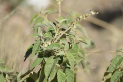 Croton lachnostachyus