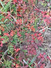 Erodium cicutarium cicutarium