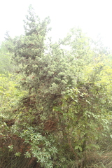 Juniperus