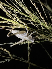 Tettigoniinae