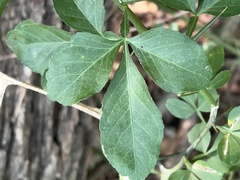 Citrus trifoliata