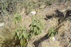 Croton lachnostachyus