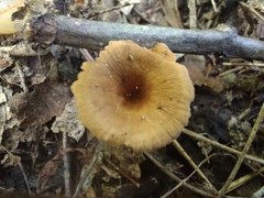 Coltricia cinnamomea