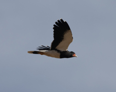 Daptrius megalopterus