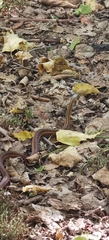 Thamnophis sirtalis pallidulus