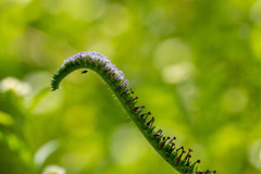 Heliotropium indicum