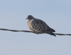 Patagioenas maculosa