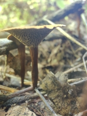 Coltricia cinnamomea