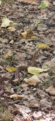 Thamnophis sirtalis pallidulus