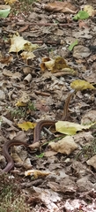 Thamnophis sirtalis pallidulus