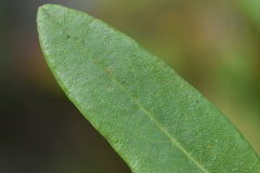 Melampsora epitea