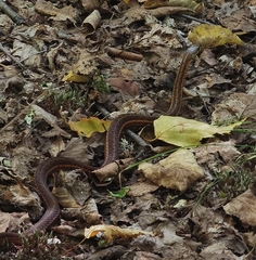 Thamnophis sirtalis pallidulus