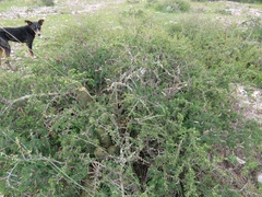 Condalia mexicana