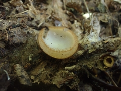 Humaria hemisphaerica