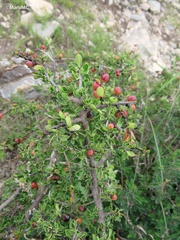 Condalia mexicana