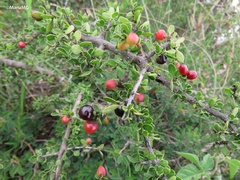 Condalia mexicana