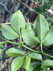 Citrus trifoliata