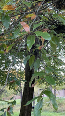 Quercus imbricaria