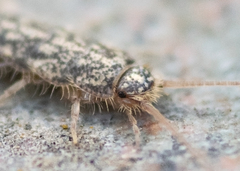 Lepismatidae