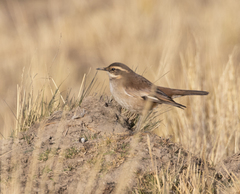 Cinclodes albiventris