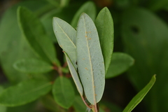 Melampsora epitea