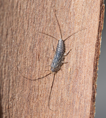 Lepismatidae