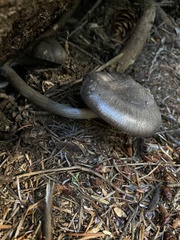 Pluteus