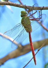 Anax longipes