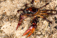 Sayamia bangkokensis