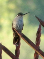 Eugenes fulgens