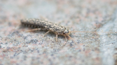 Lepismatidae