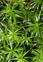 Polytrichum formosum
