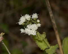 Ageratina aromatica