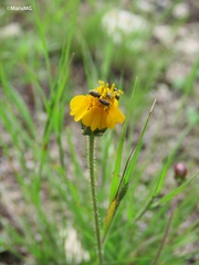 Tridax balbisioides