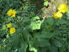 Doronicum pardalianches