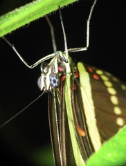Heliconius charithonia vazquezae