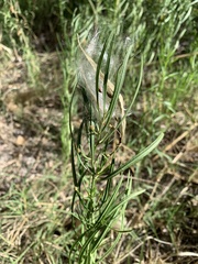 Asclepias subverticillata